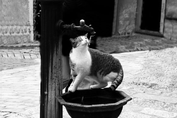 Cat drinking from a public pump in Montenegro