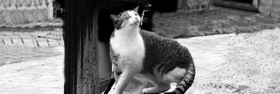 Cat drinking from a public pump in Montenegro